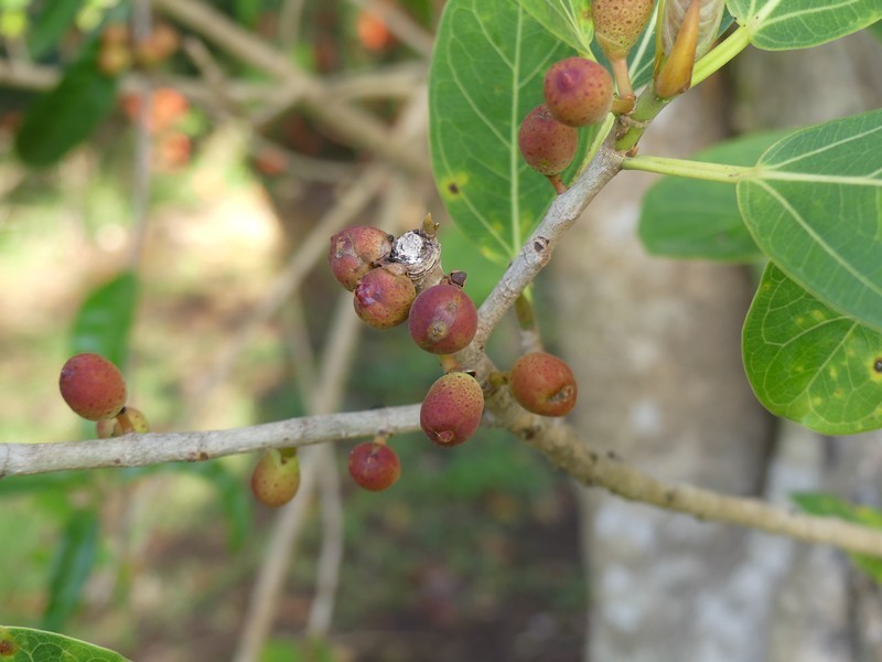 Ficus cotinifolia