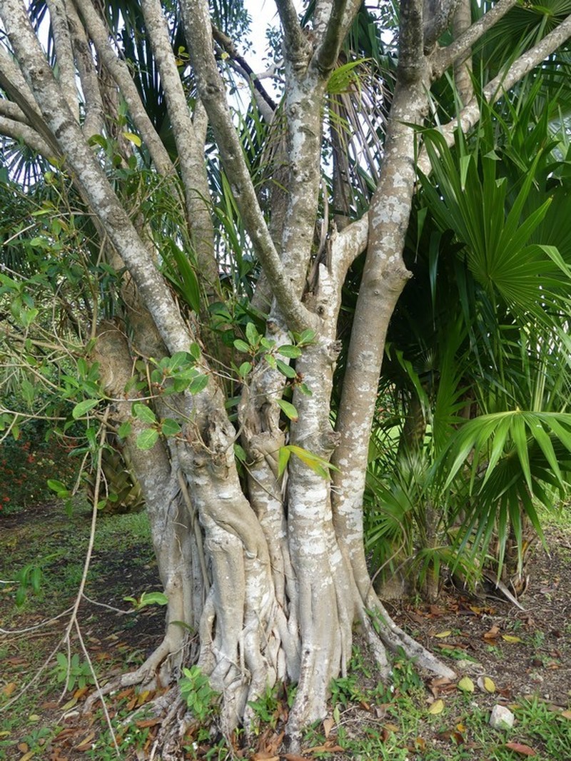 Ficus cotinifolia photo 2
