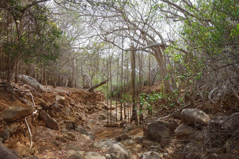 Ficus cotinifolia photo 3