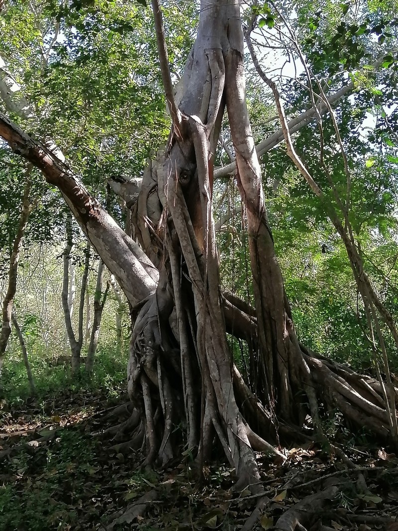 Ficus cotinifolia photo 4