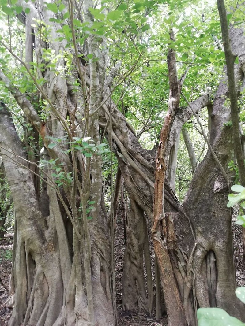 Ficus cotinifolia photo 5
