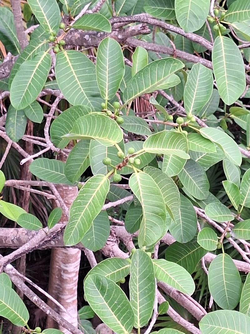 Ficus cotinifolia photo 6