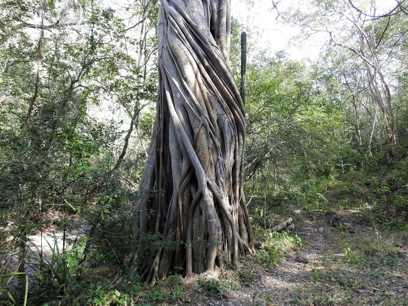Ficus cotinifolia photo 7