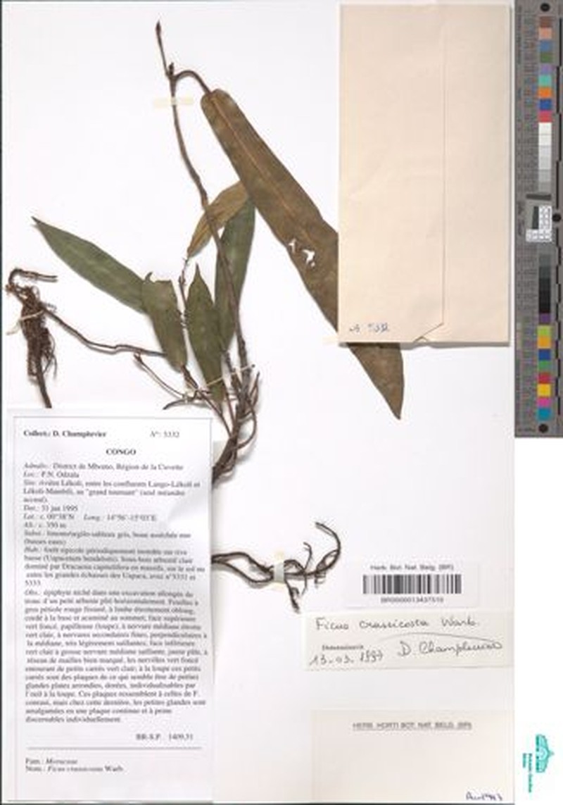 Ficus crassicosta