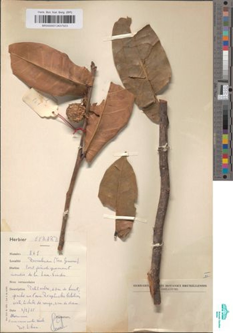 Ficus crassicosta photo 2