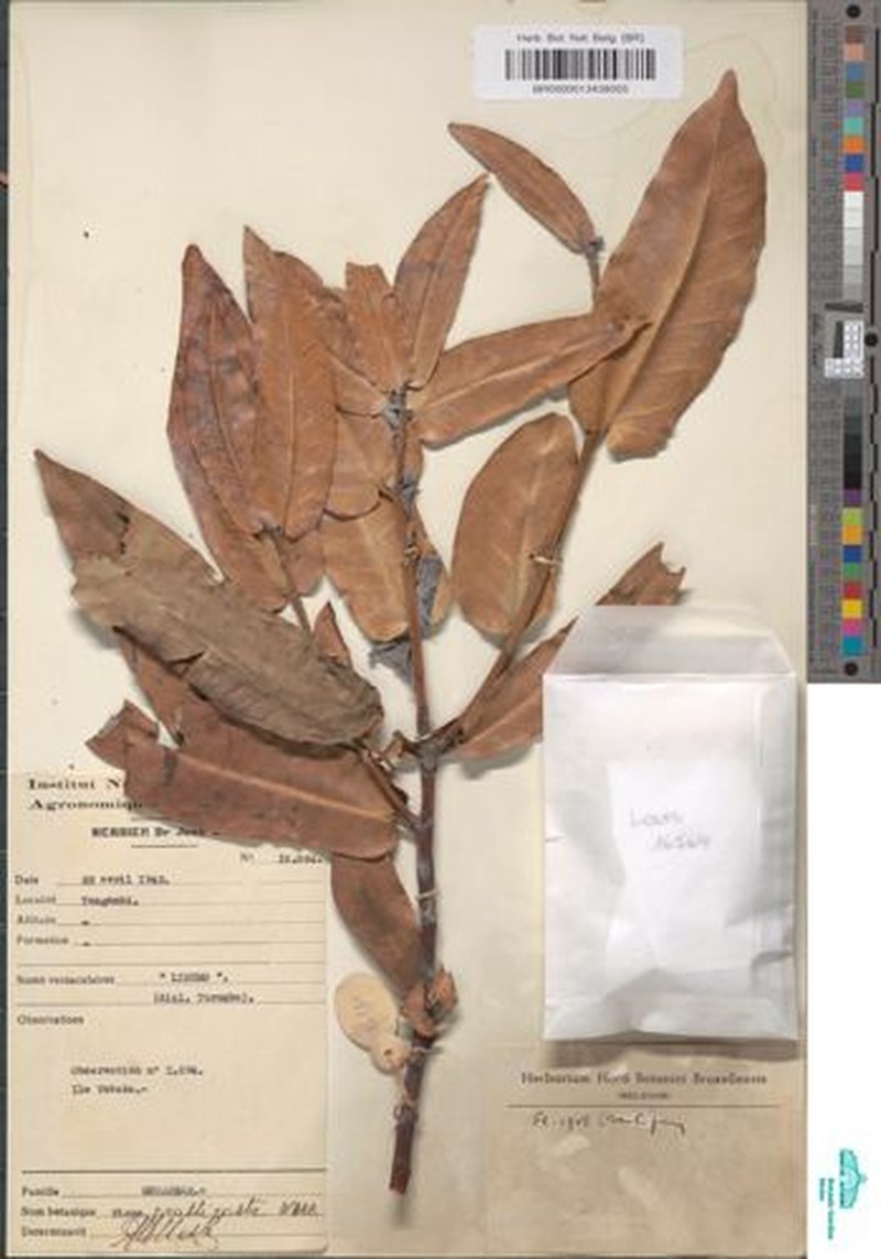 Ficus crassicosta photo 4