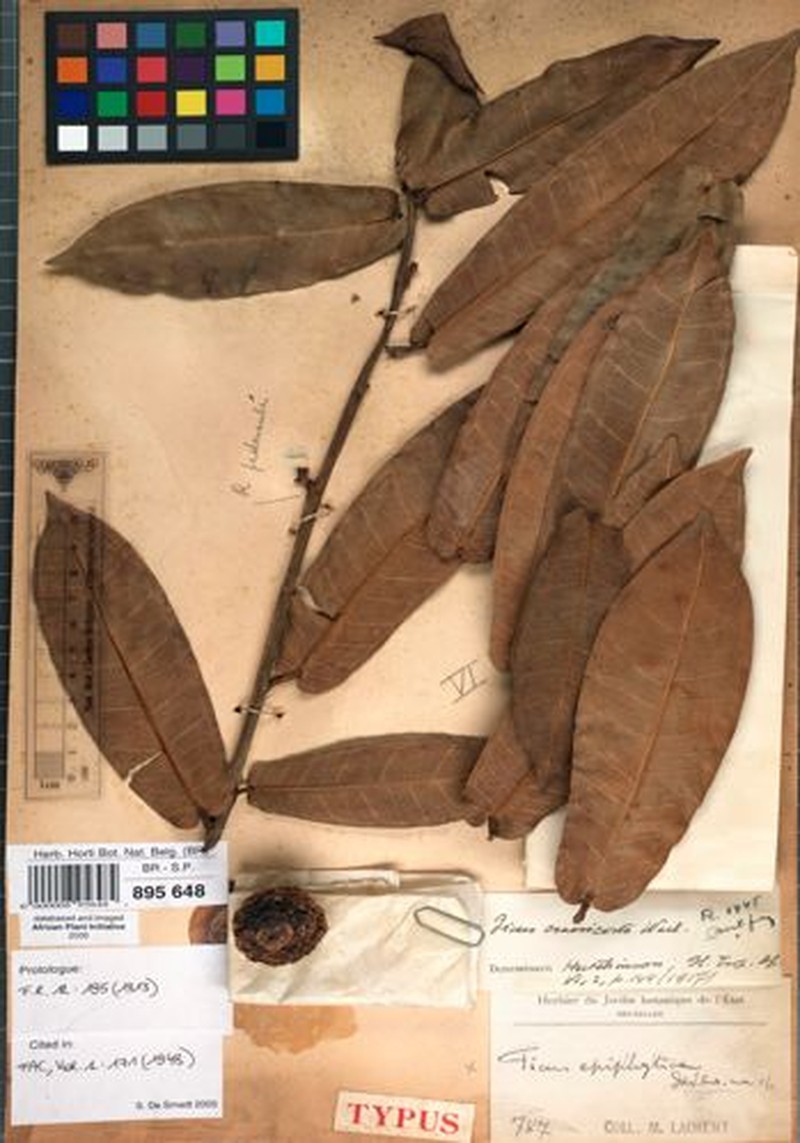 Ficus crassicosta photo 6