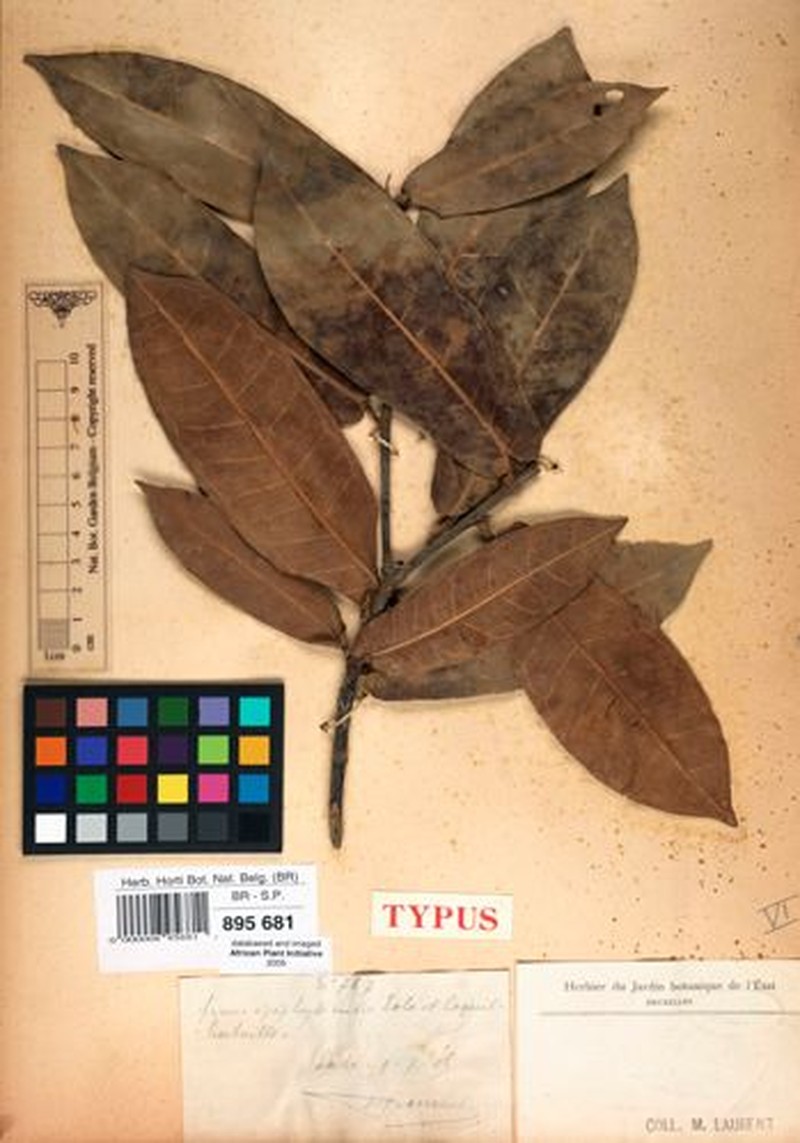 Ficus crassicosta photo 7