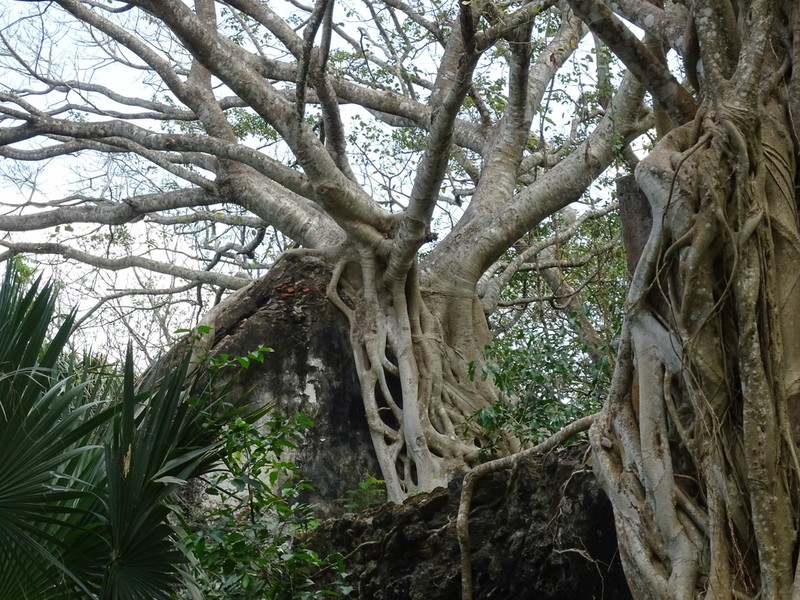 Jaguey photo 8