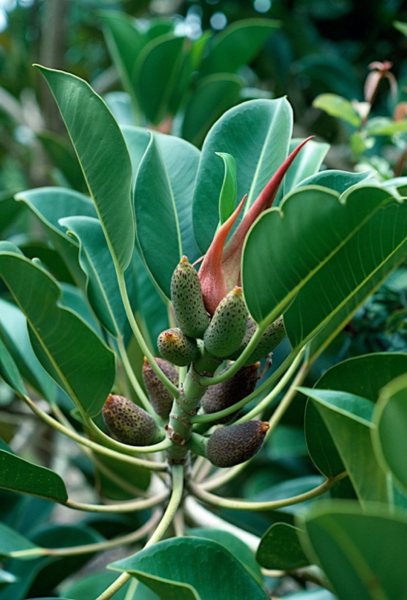Ficus crassipes