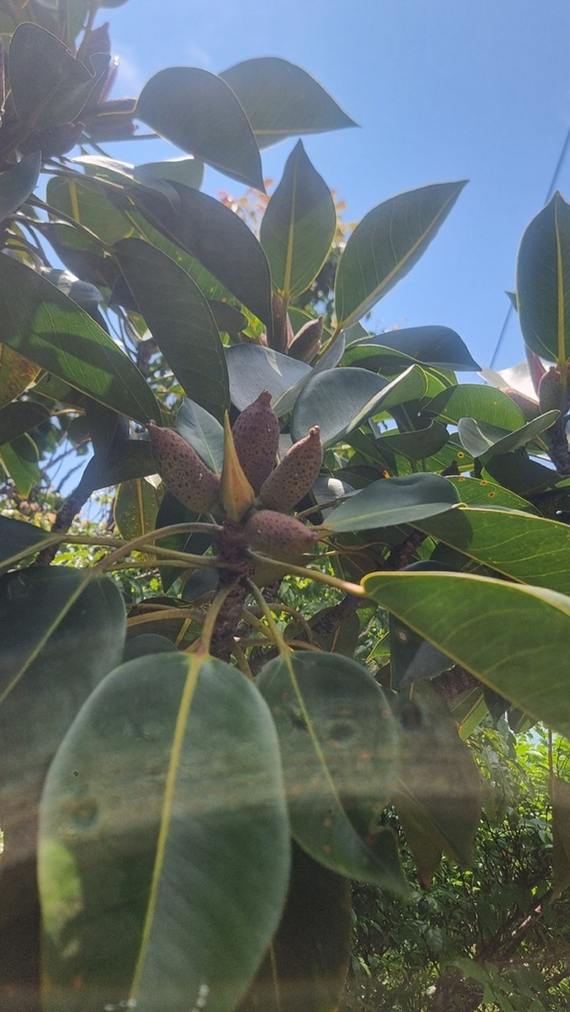 Ficus crassipes photo 2