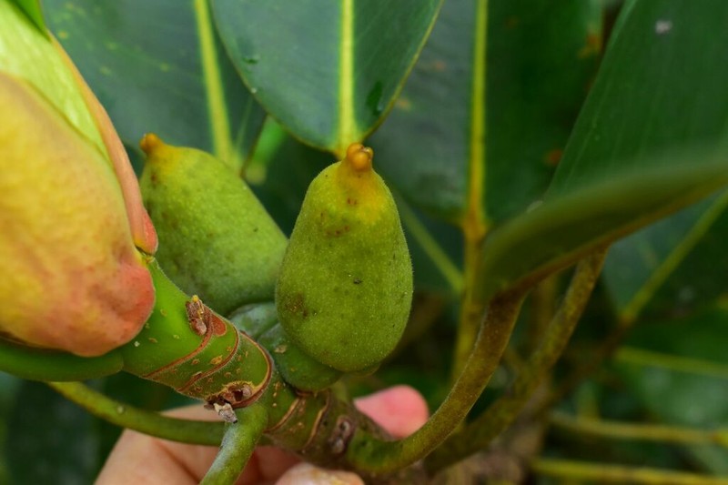 Ficus crassipes photo 4