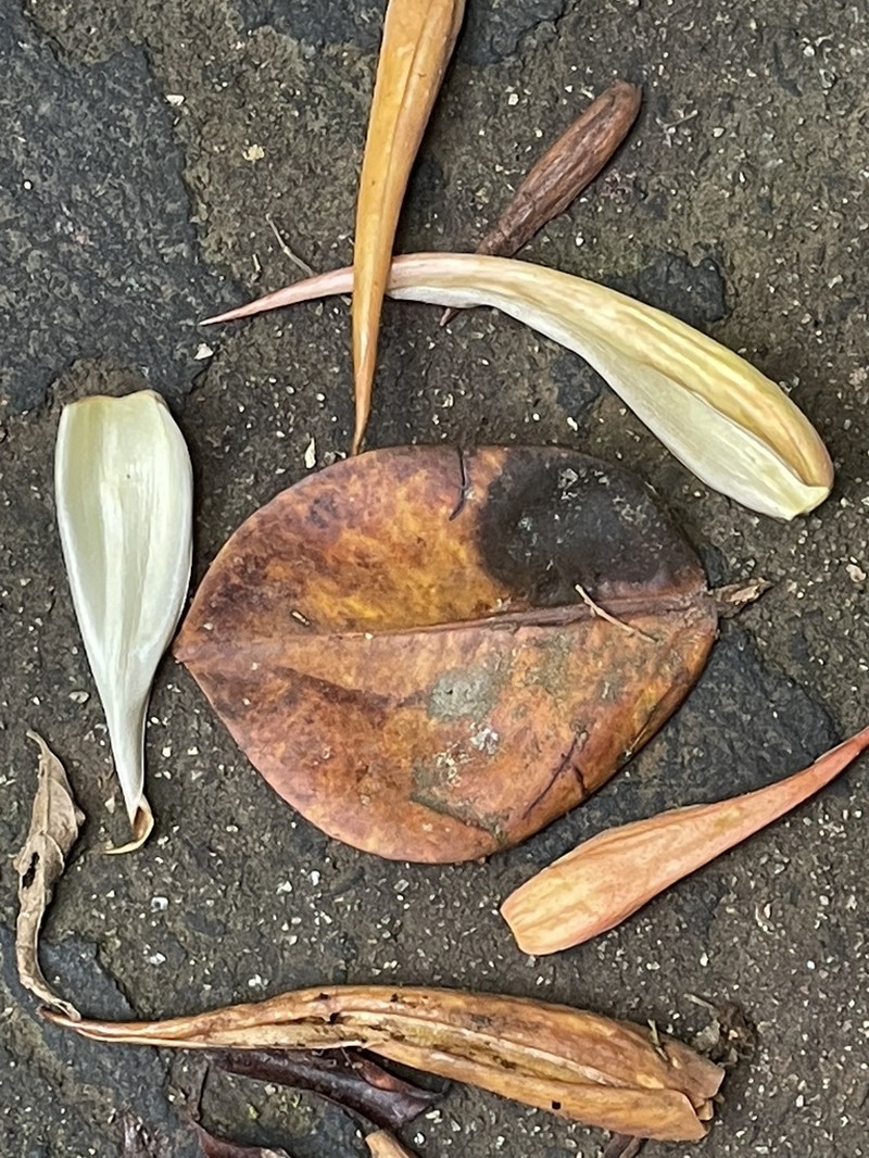 Ficus crassipes photo 6