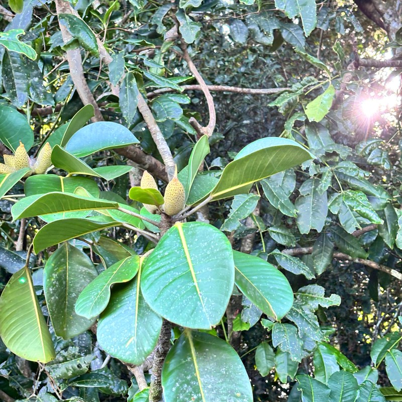 Ficus crassipes photo 7