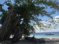 Ficus crassiramea