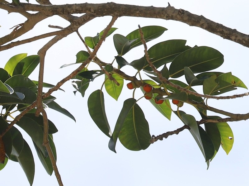 Ficus crassiramea photo 2