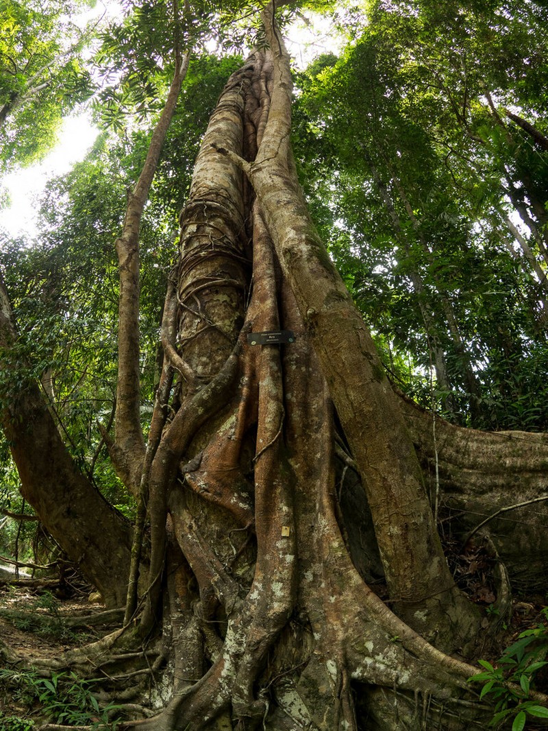 Ficus crassiramea photo 3