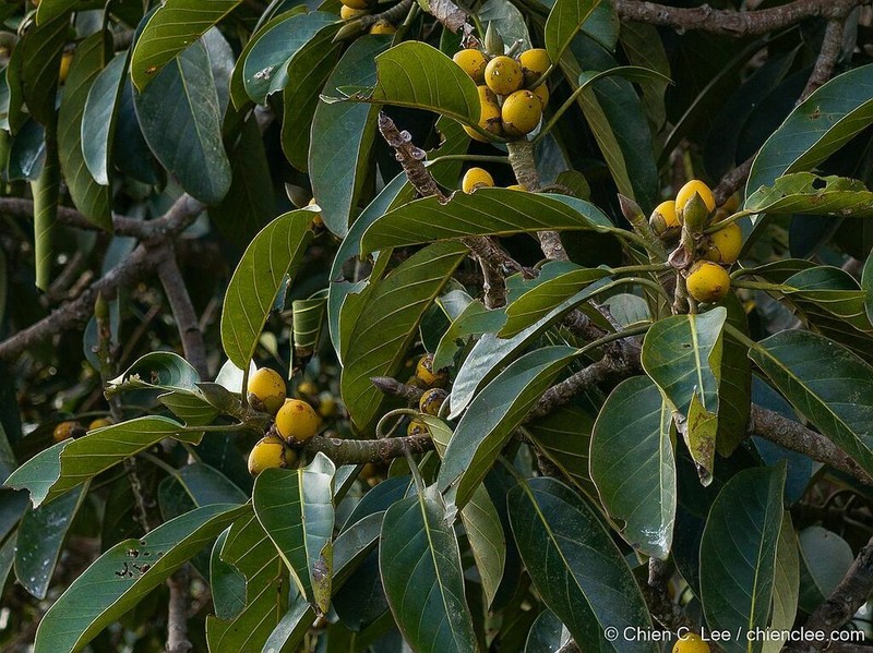 Ficus crassiramea photo 4