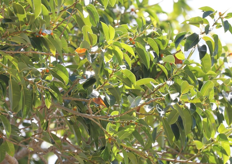 Ficus crassiramea photo 5