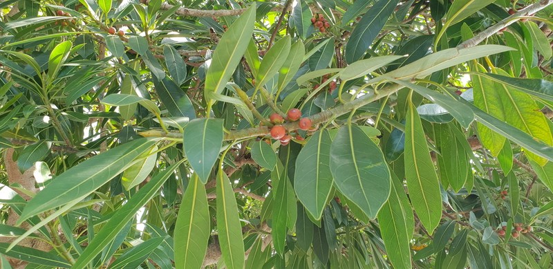 Ficus crassiramea photo 8