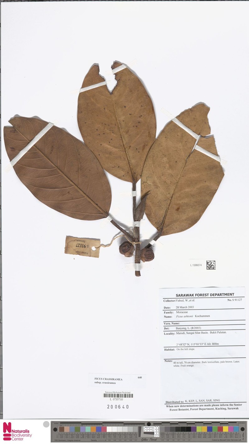 Ficus crassiramea subsp. crassiramea
