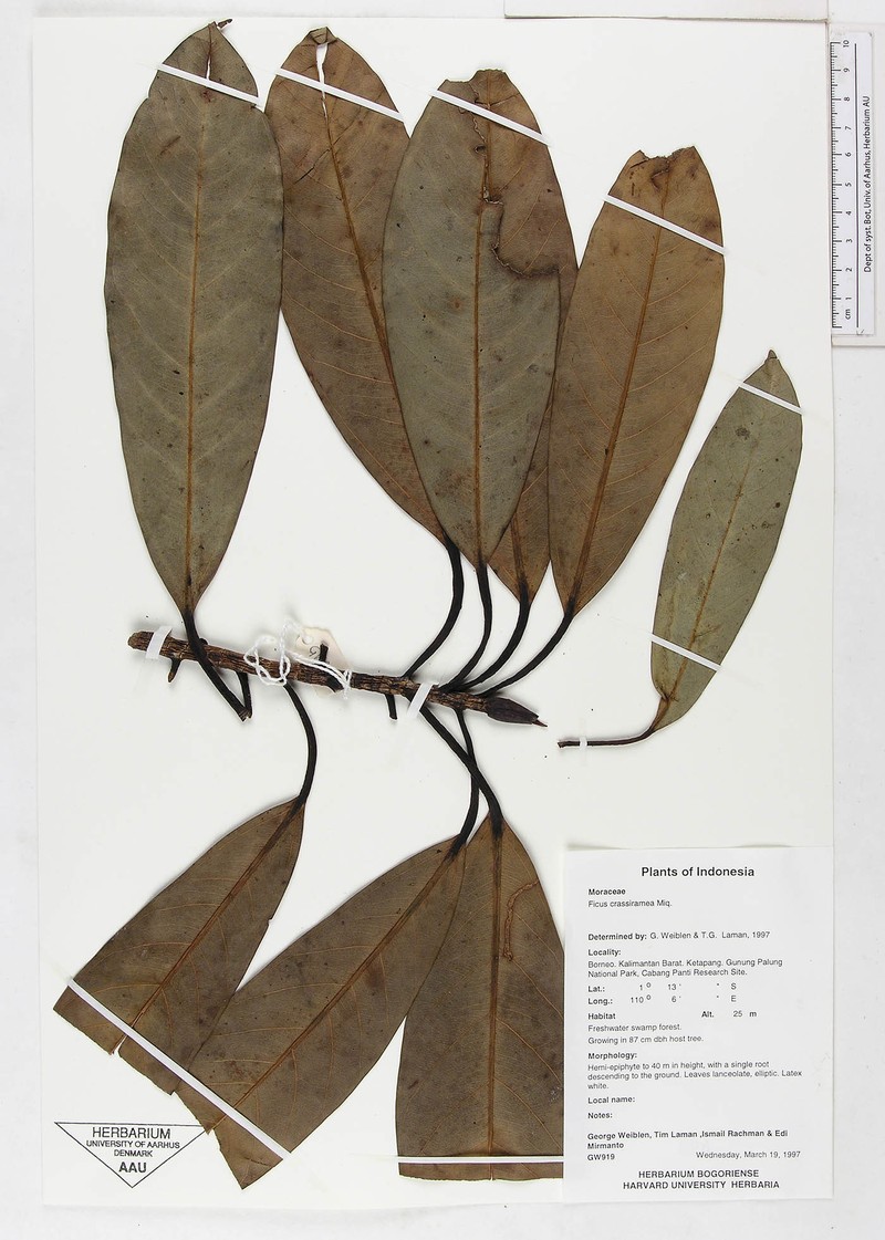 Ficus crassiramea subsp. crassiramea photo 2