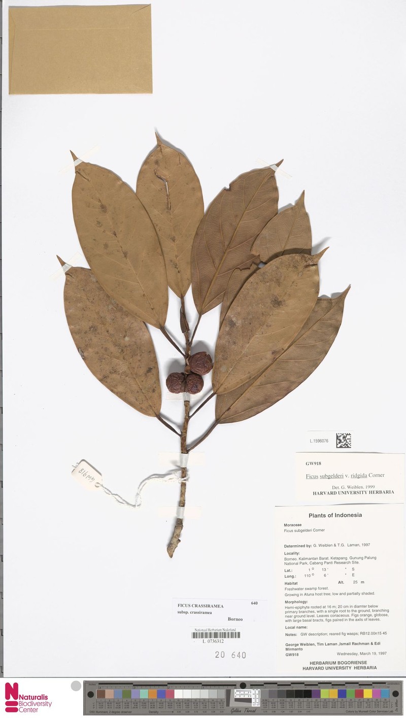 Ficus crassiramea subsp. crassiramea photo 3