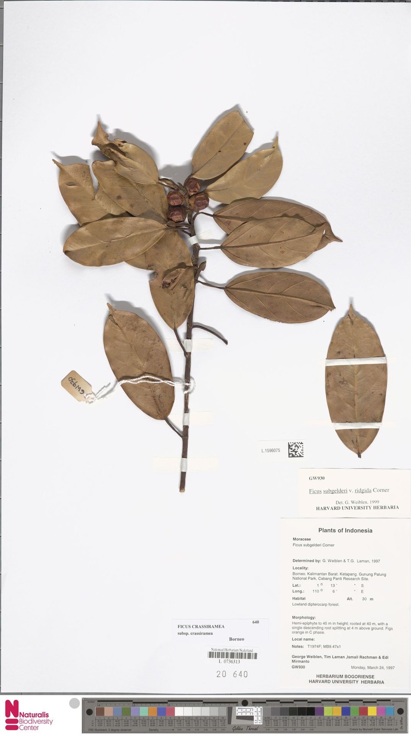 Ficus crassiramea subsp. crassiramea photo 4