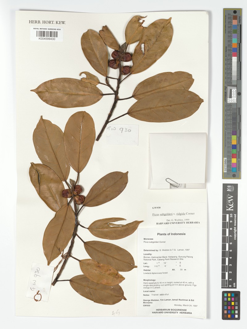 Ficus crassiramea subsp. crassiramea photo 5
