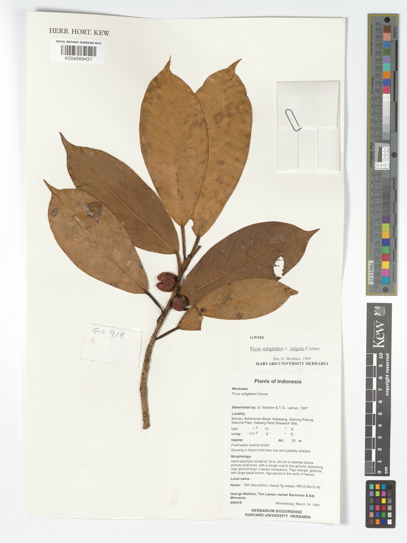 Ficus crassiramea subsp. crassiramea photo 6