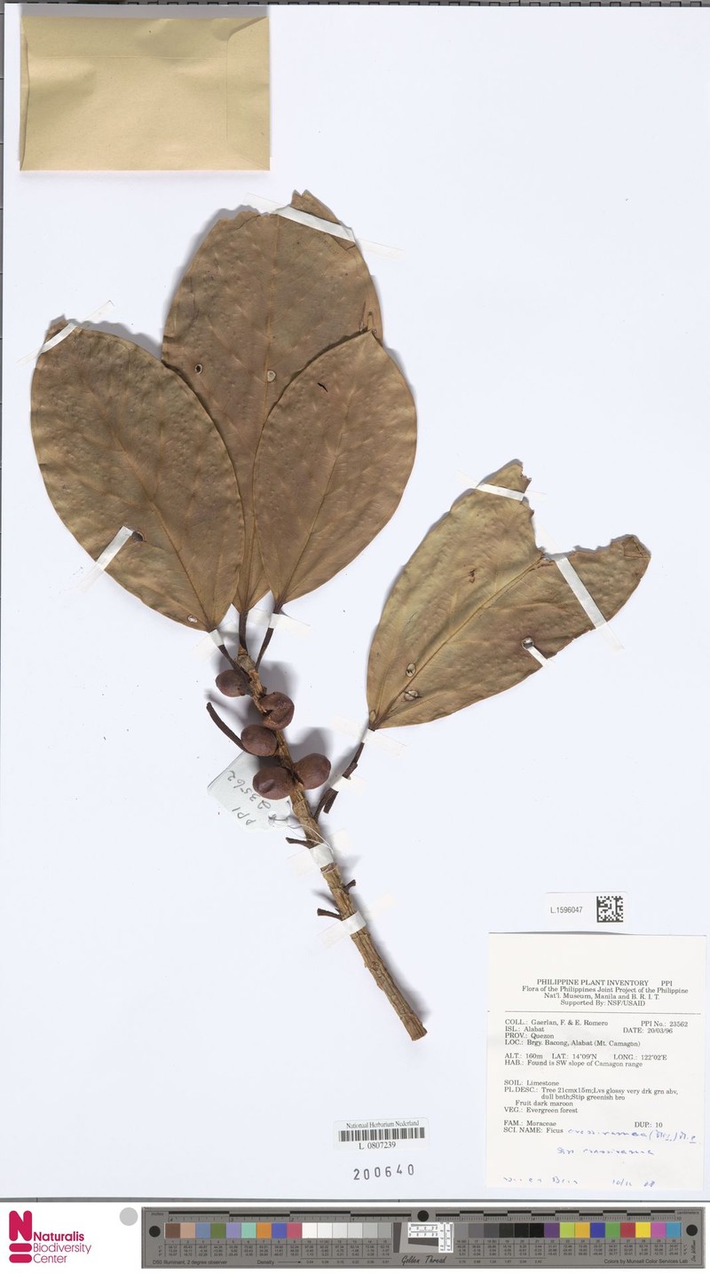 Ficus crassiramea subsp. crassiramea photo 7