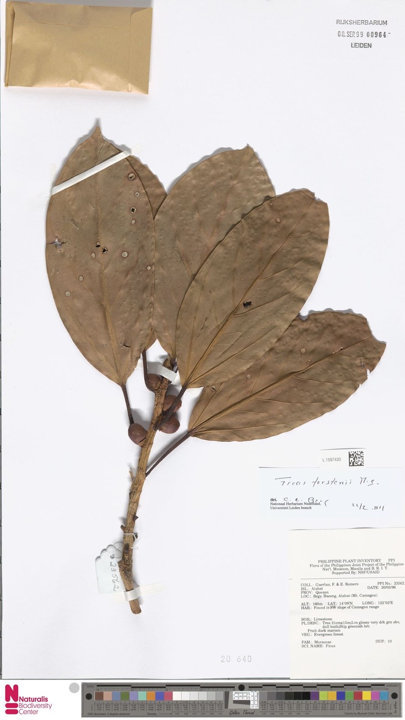 Ficus crassiramea subsp. crassiramea photo 8