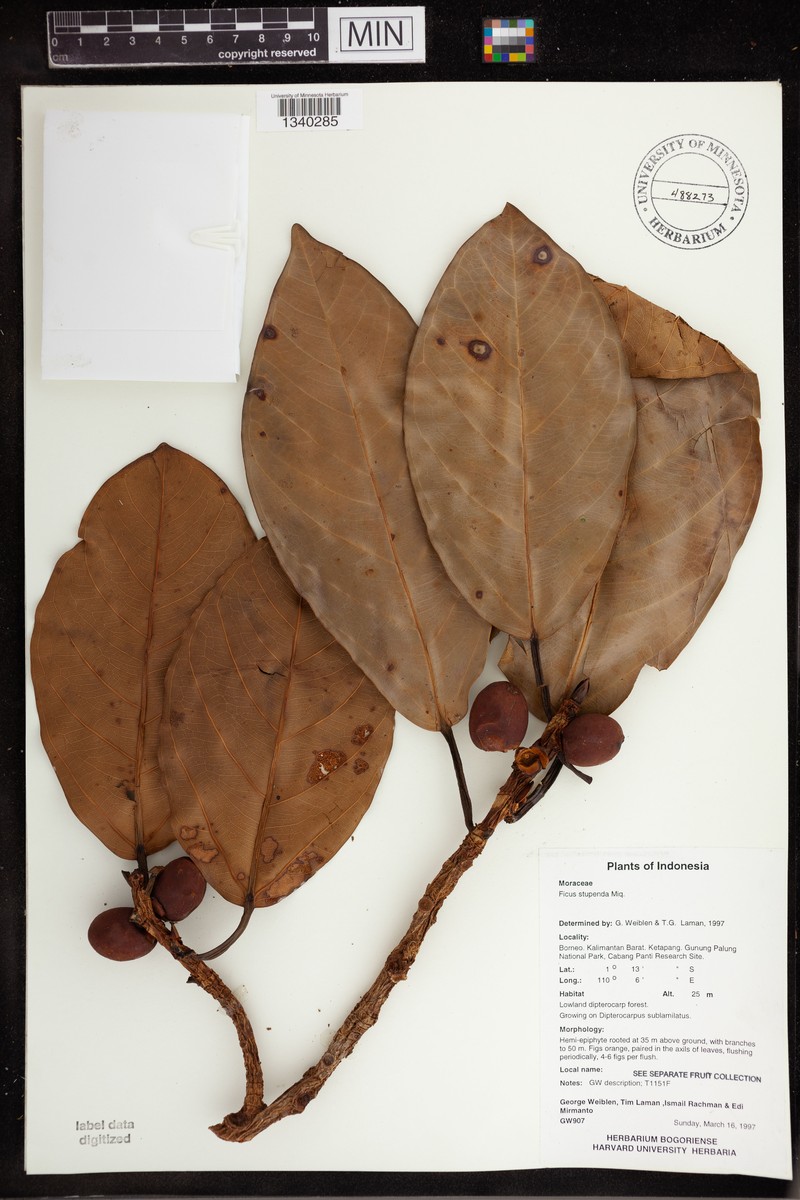 Ficus crassiramea subsp. stupenda