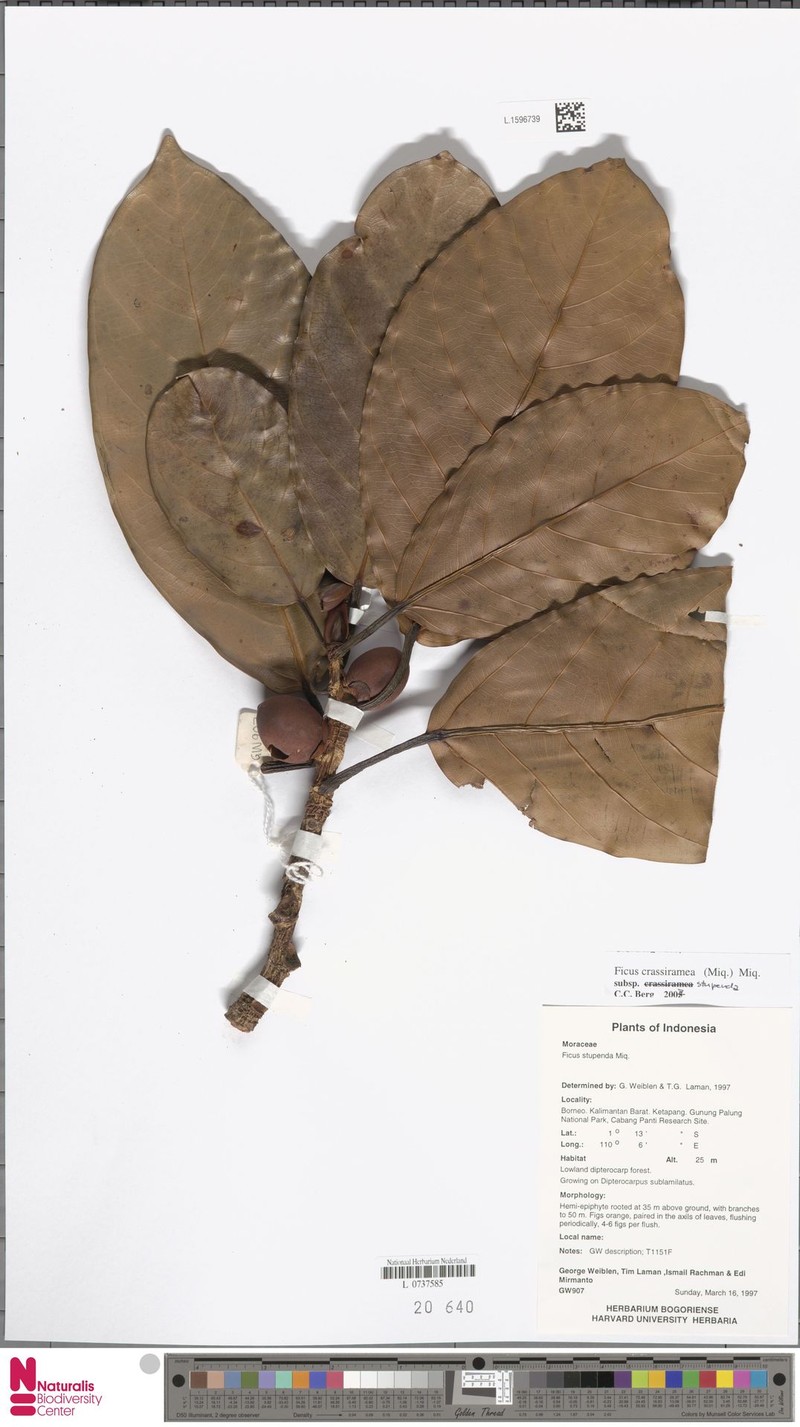 Ficus crassiramea subsp. stupenda photo 2