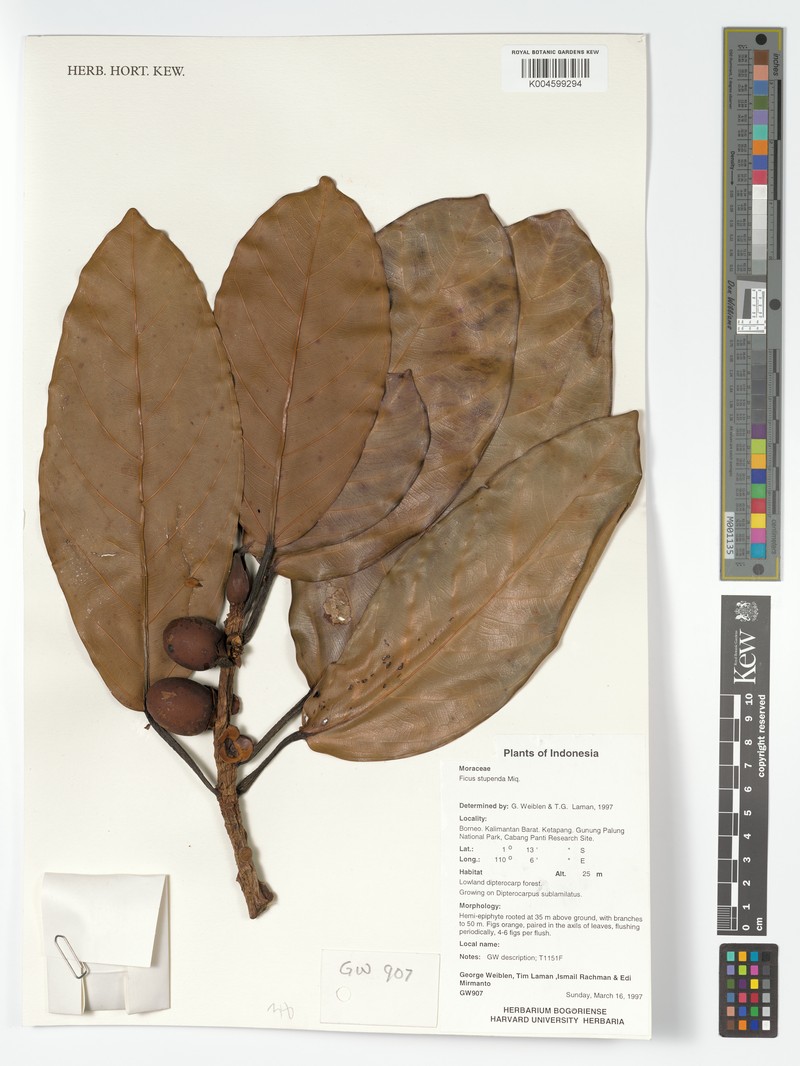 Ficus crassiramea subsp. stupenda photo 3