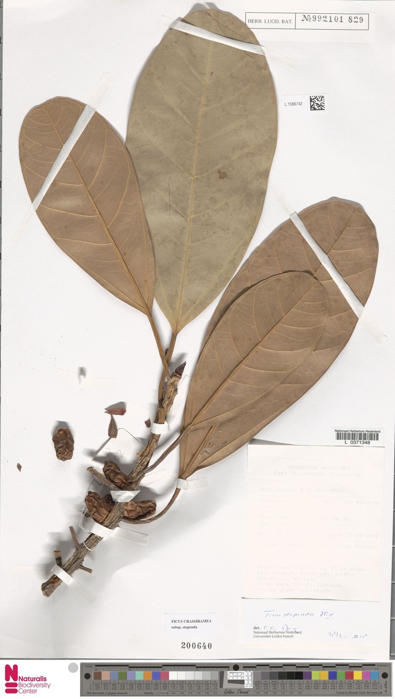 Ficus crassiramea subsp. stupenda photo 4