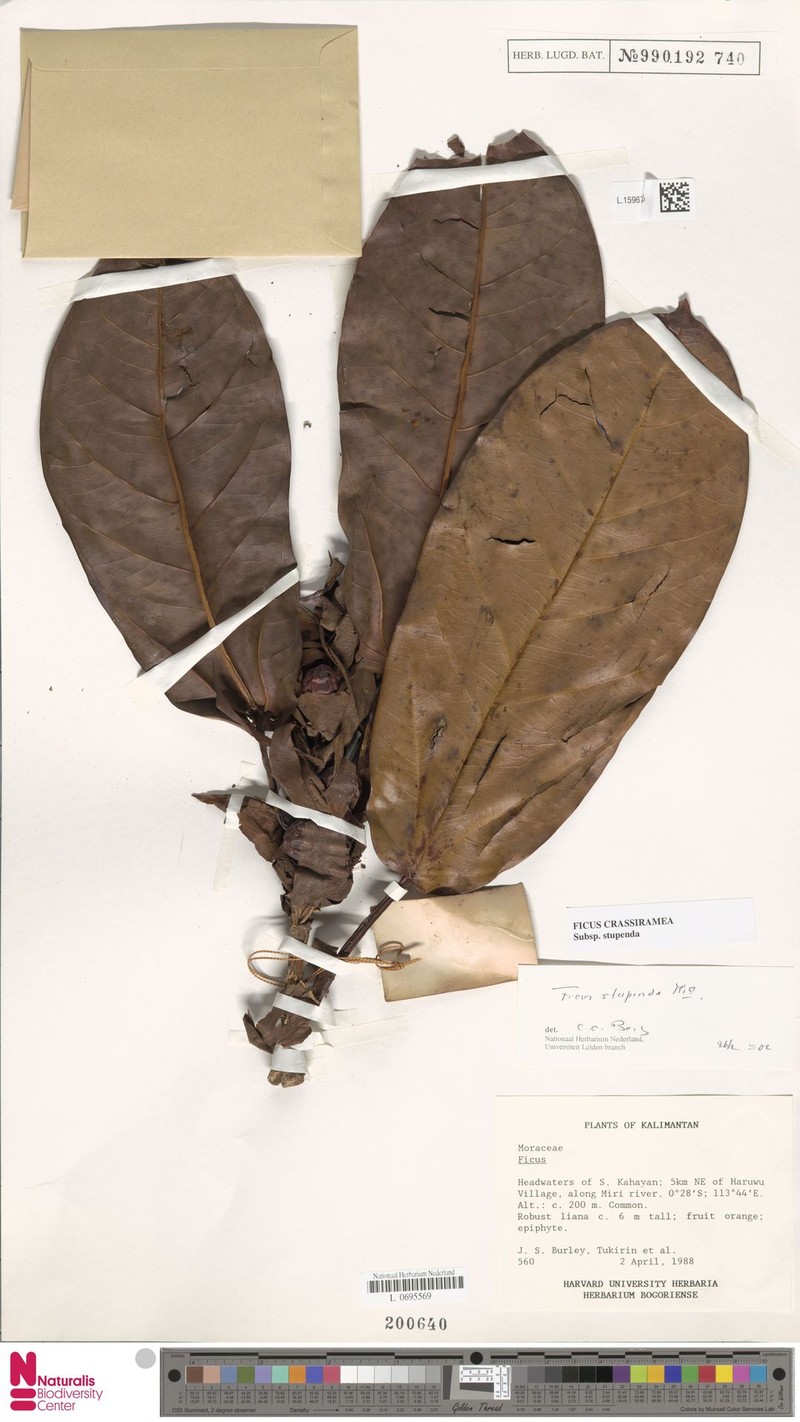 Ficus crassiramea subsp. stupenda photo 5
