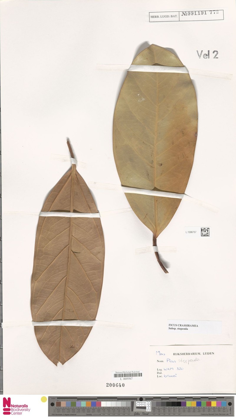 Ficus crassiramea subsp. stupenda photo 6