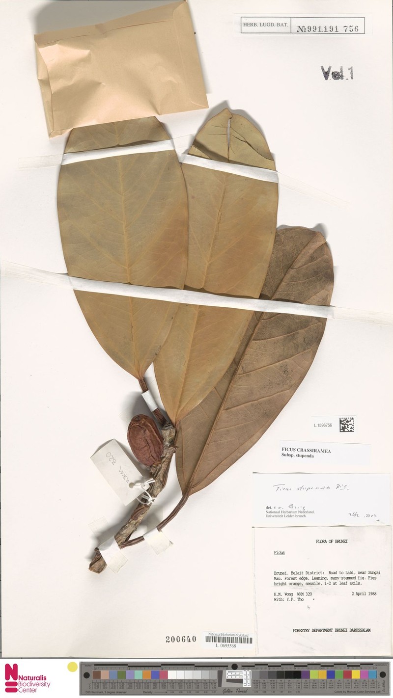 Ficus crassiramea subsp. stupenda photo 7