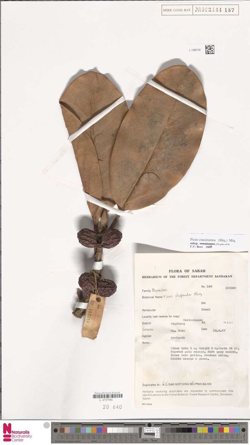 Ficus crassiramea subsp. stupenda photo 8