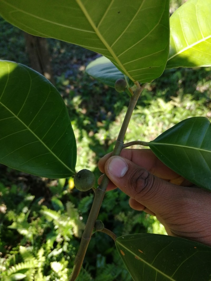 Ficus crassiuscula