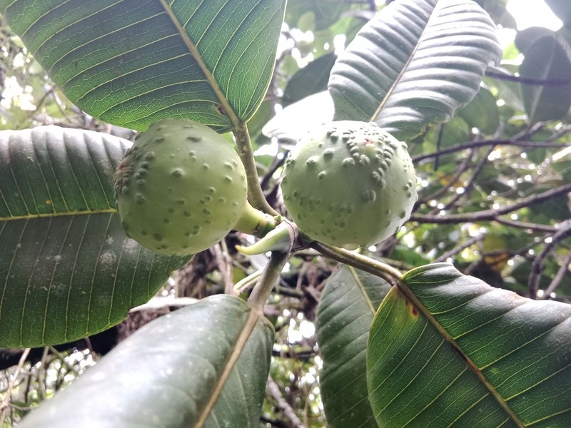 Ficus crassiuscula photo 2