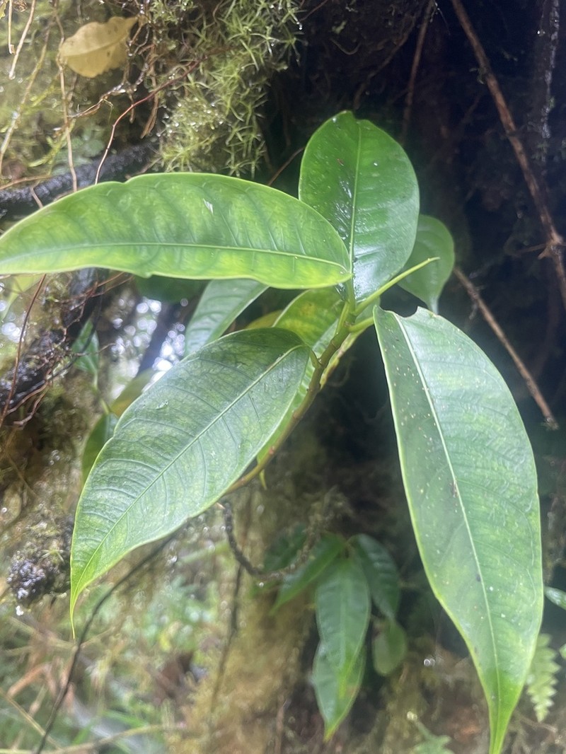 Ficus crassiuscula photo 3