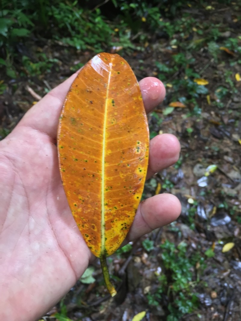 Ficus crassiuscula photo 4