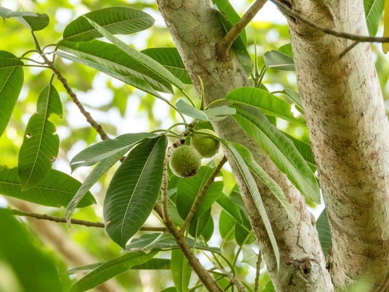 Ficus crassiuscula photo 5