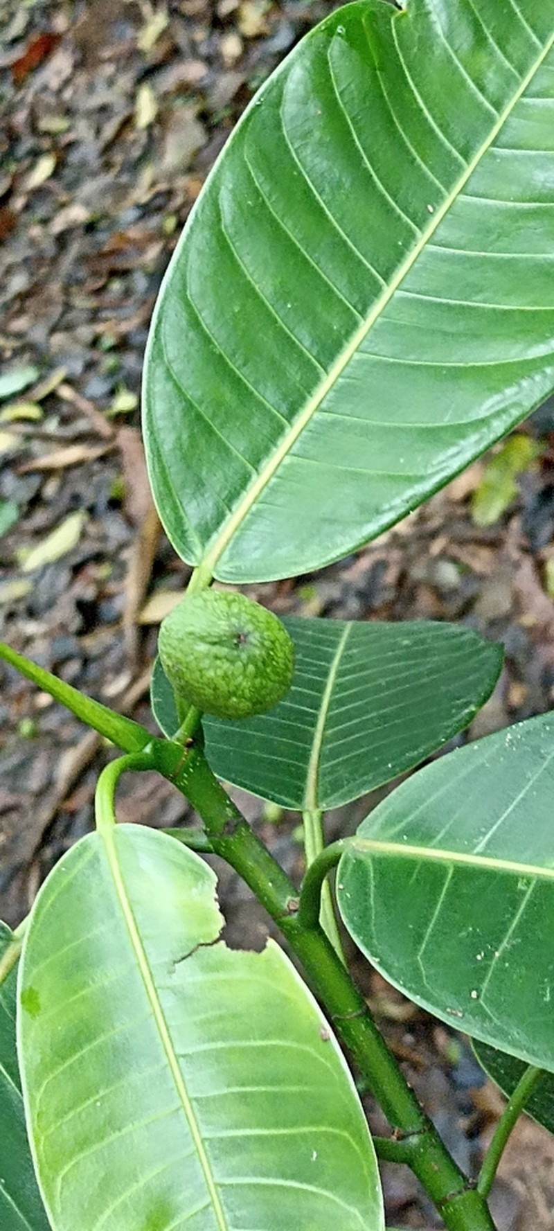 Ficus crassiuscula photo 6