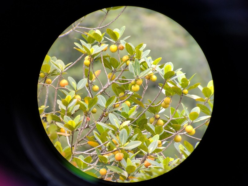 Ficus crassiuscula photo 7