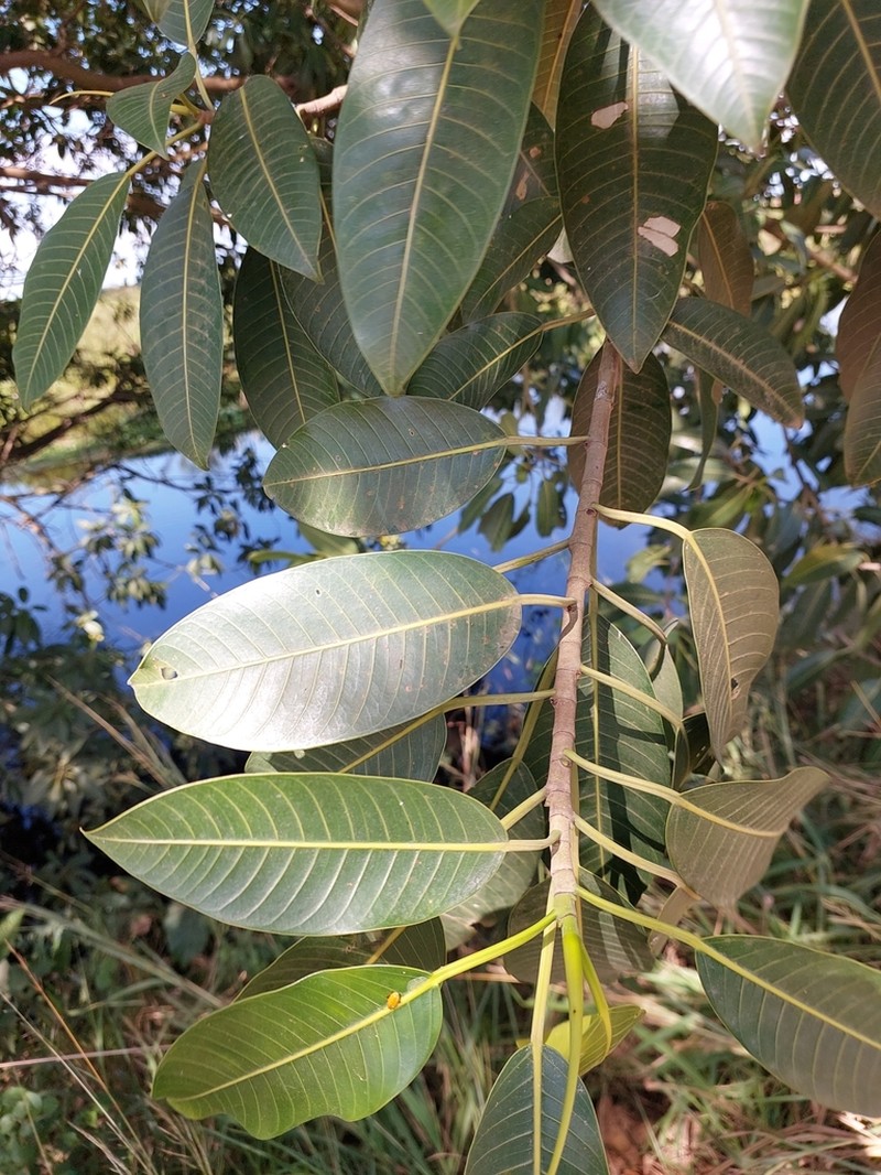 Ficus crassiuscula photo 8