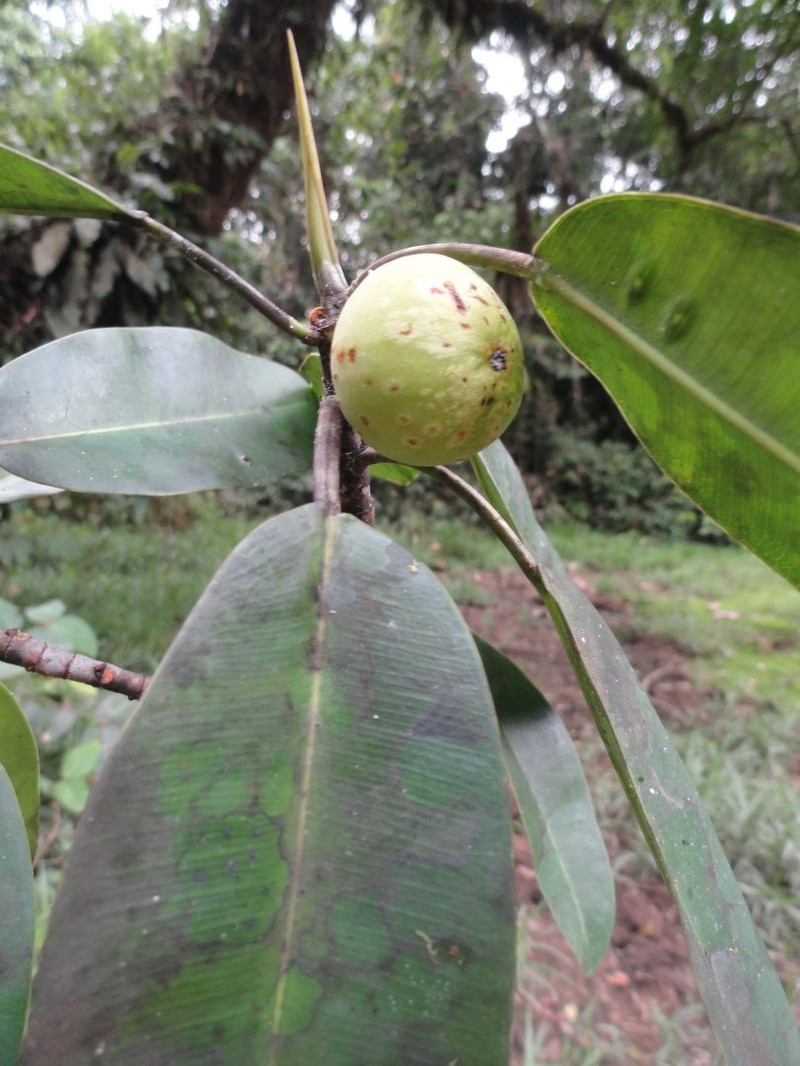 Ficus crassivenosa