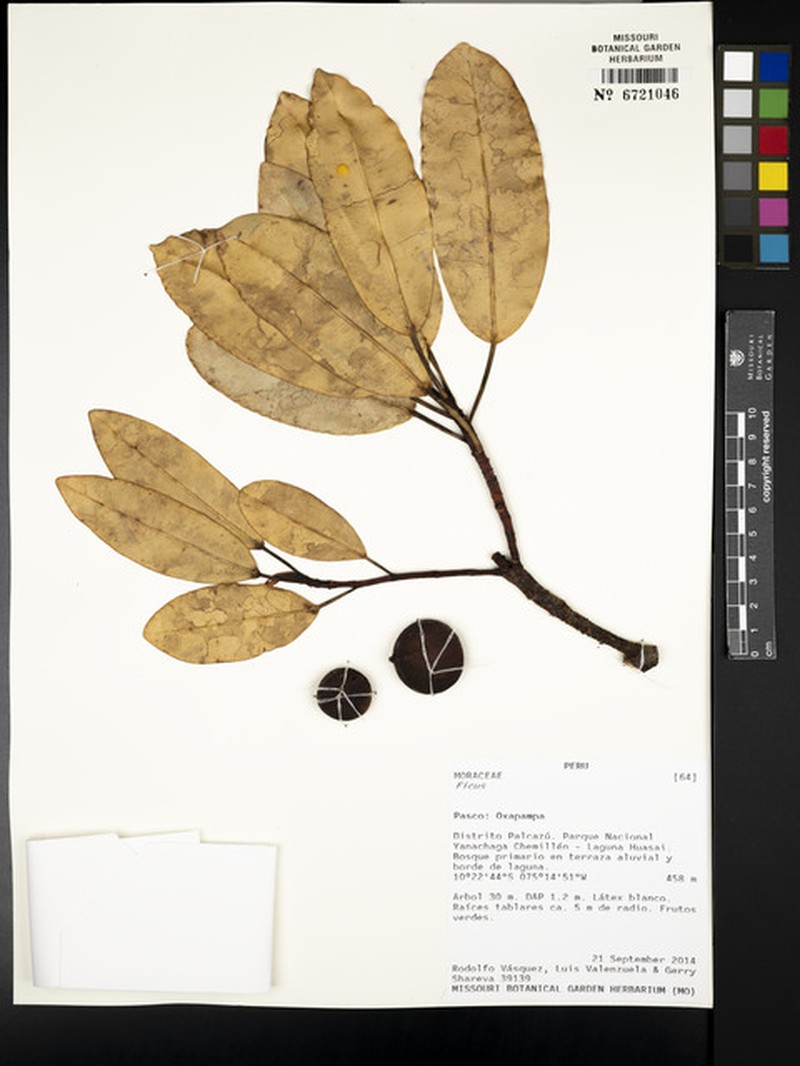 Ficus crassivenosa photo 2